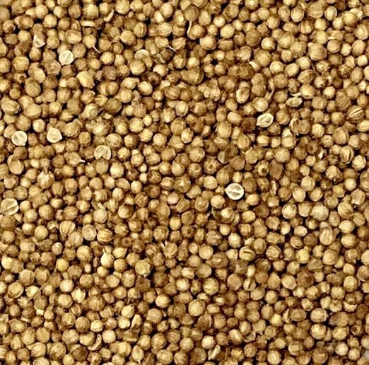 Koriander ganz Körner